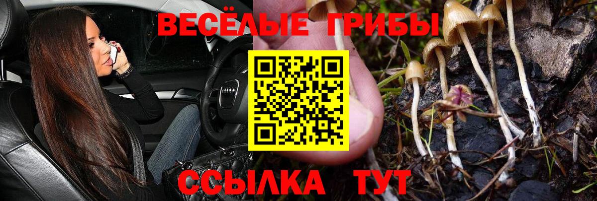 как найти закладки  Галлюциногенные грибы Psilocybe  Вход с VPN  Сосновоборск  Псилоцибиновые грибы мицелий 